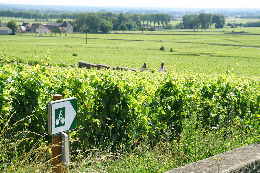 parcours-grands-crus-bourgogne