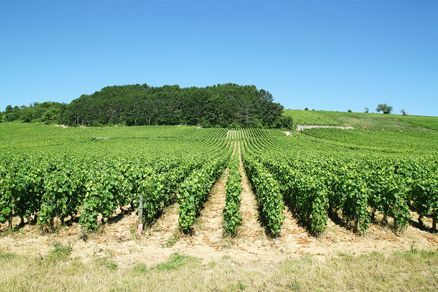 vignes-meursault