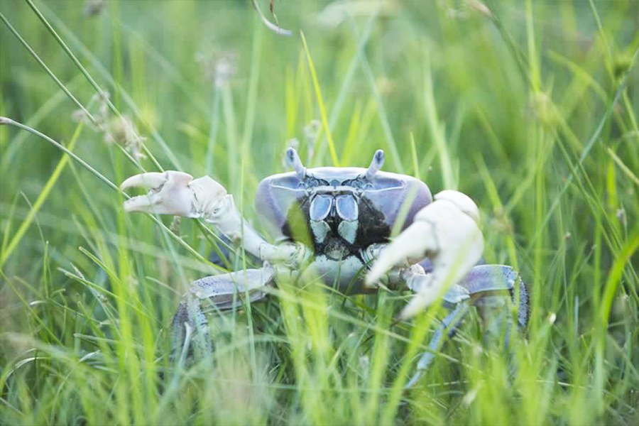 crabe vignes tahiti
