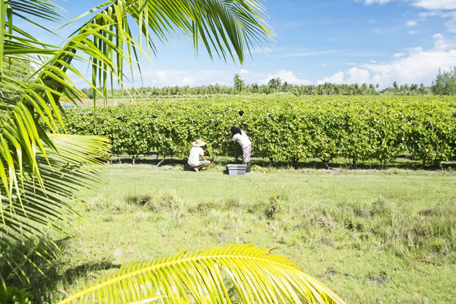 récolte raisins tahiti