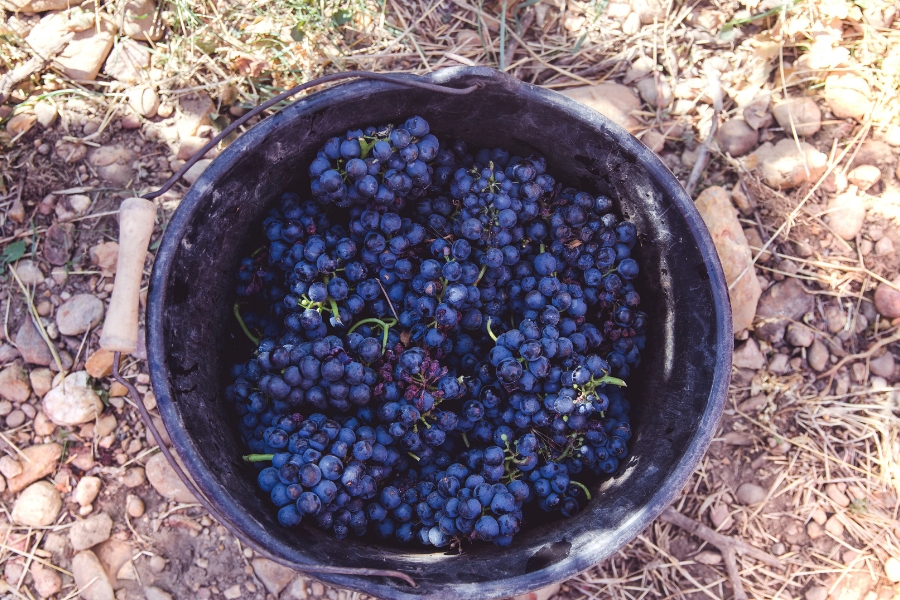 grappes de vin Costières