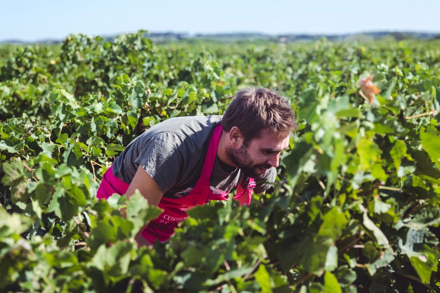 vignes costières de nimes