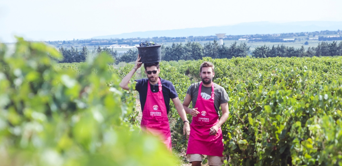 Vendanges en Costières de Nimes