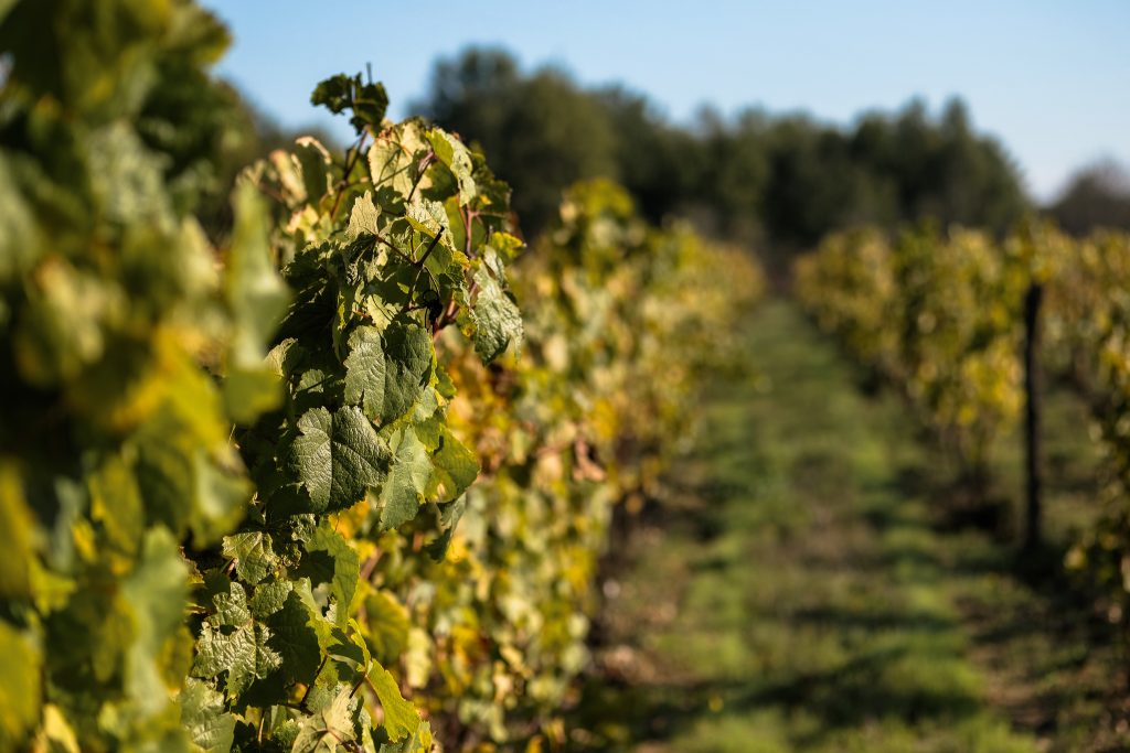 Vignes Fronton