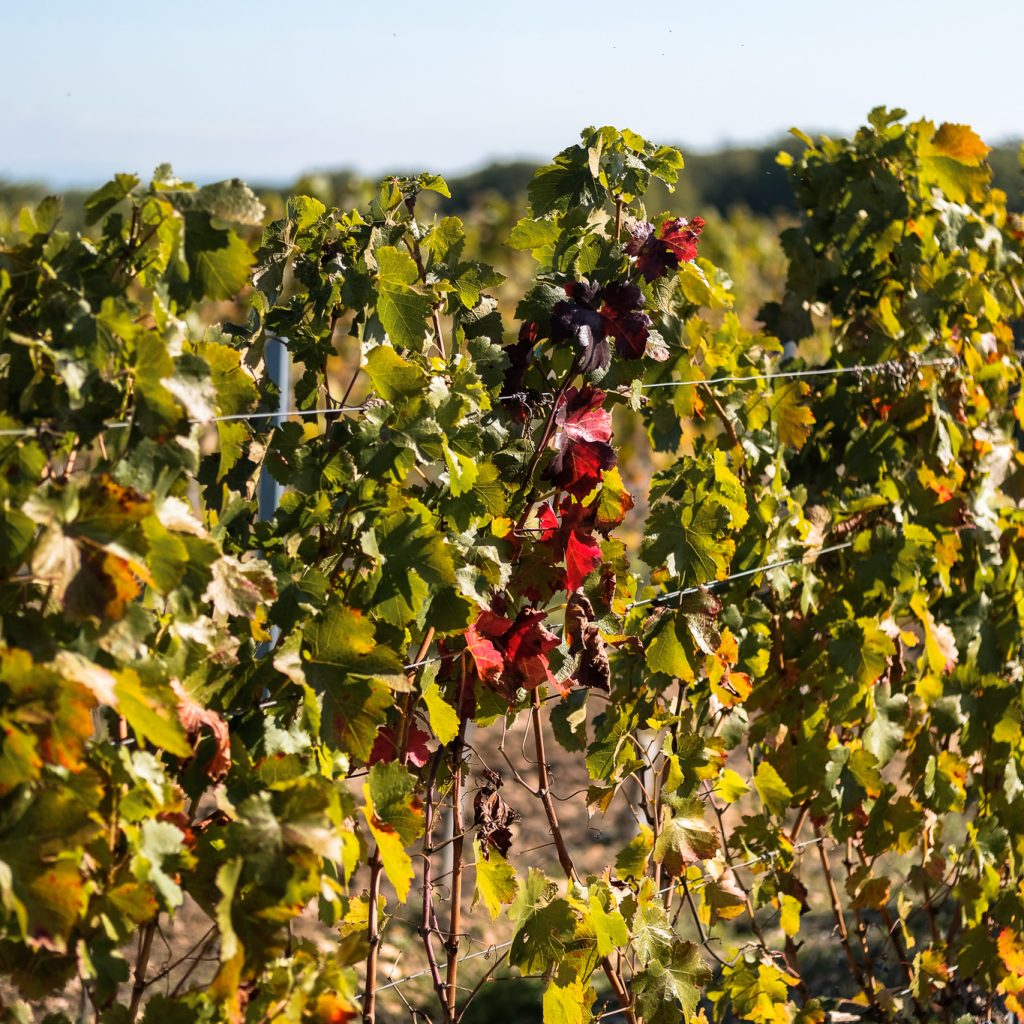 Vignes de Fronton