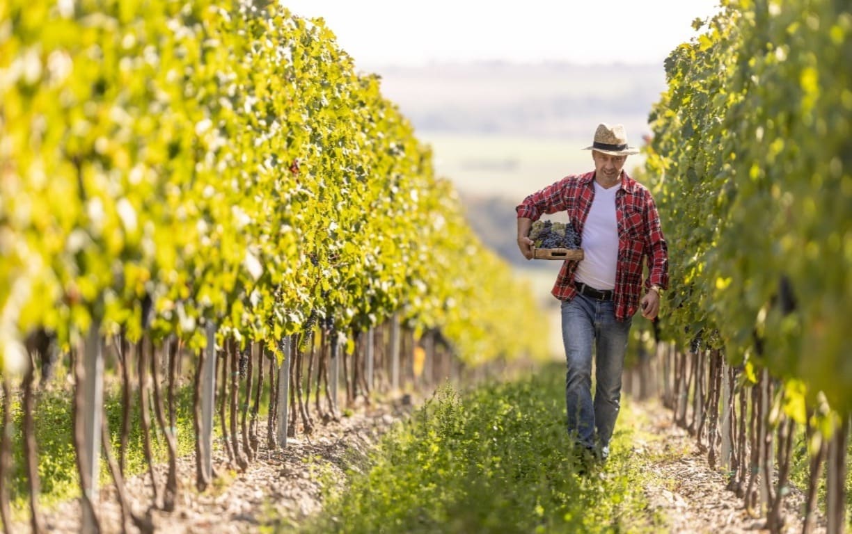 fabien jouves dans ses vignes de Cahors